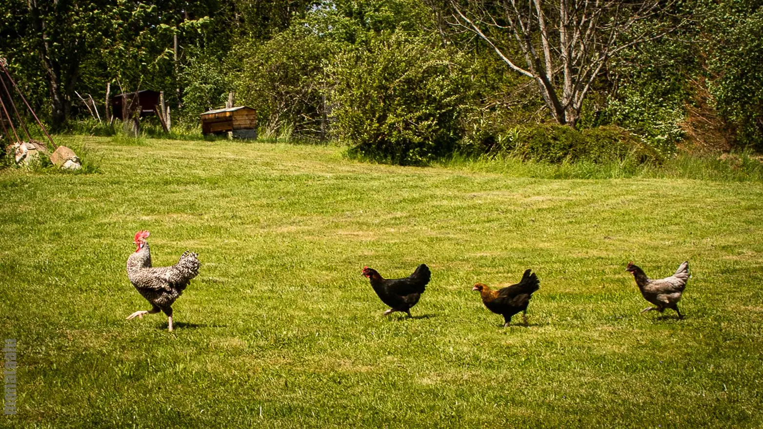 Coq en file indienne