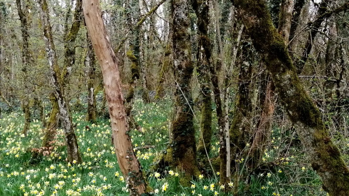 Parterre de jonquilles dans le bois au-dessus du gîte