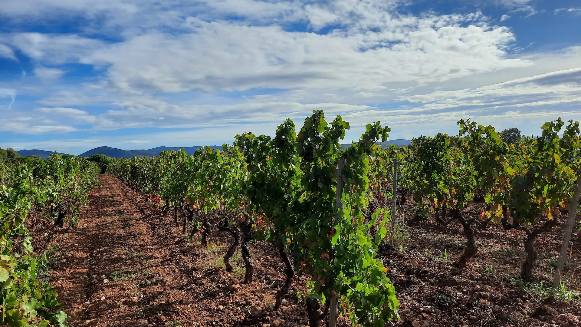 Château Tour Saint Honoré La Londe les Maures