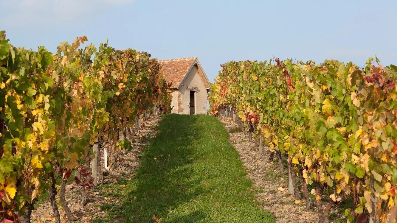 Vignoble de Saint-Pourcain