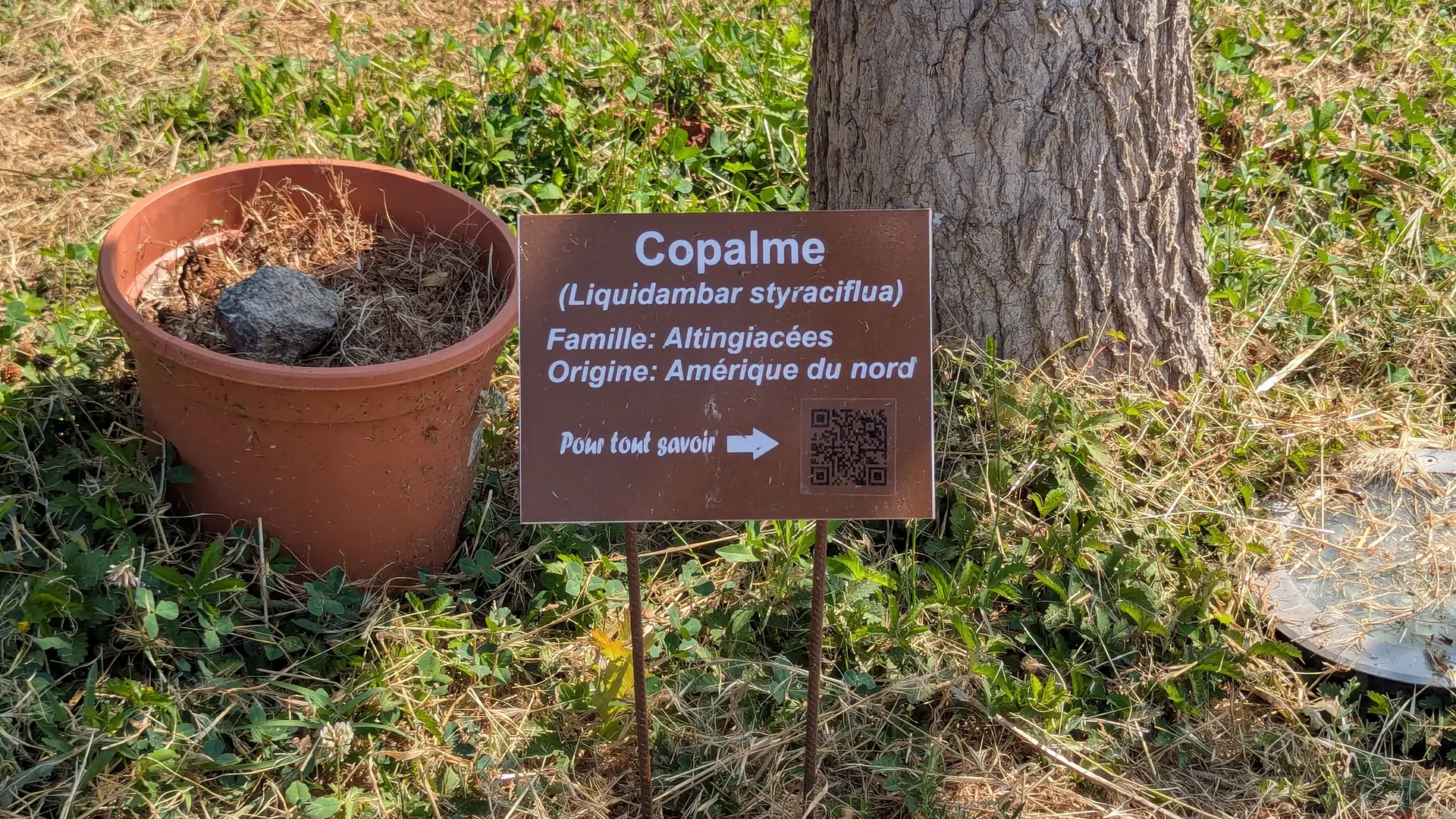 Plaque du copalme