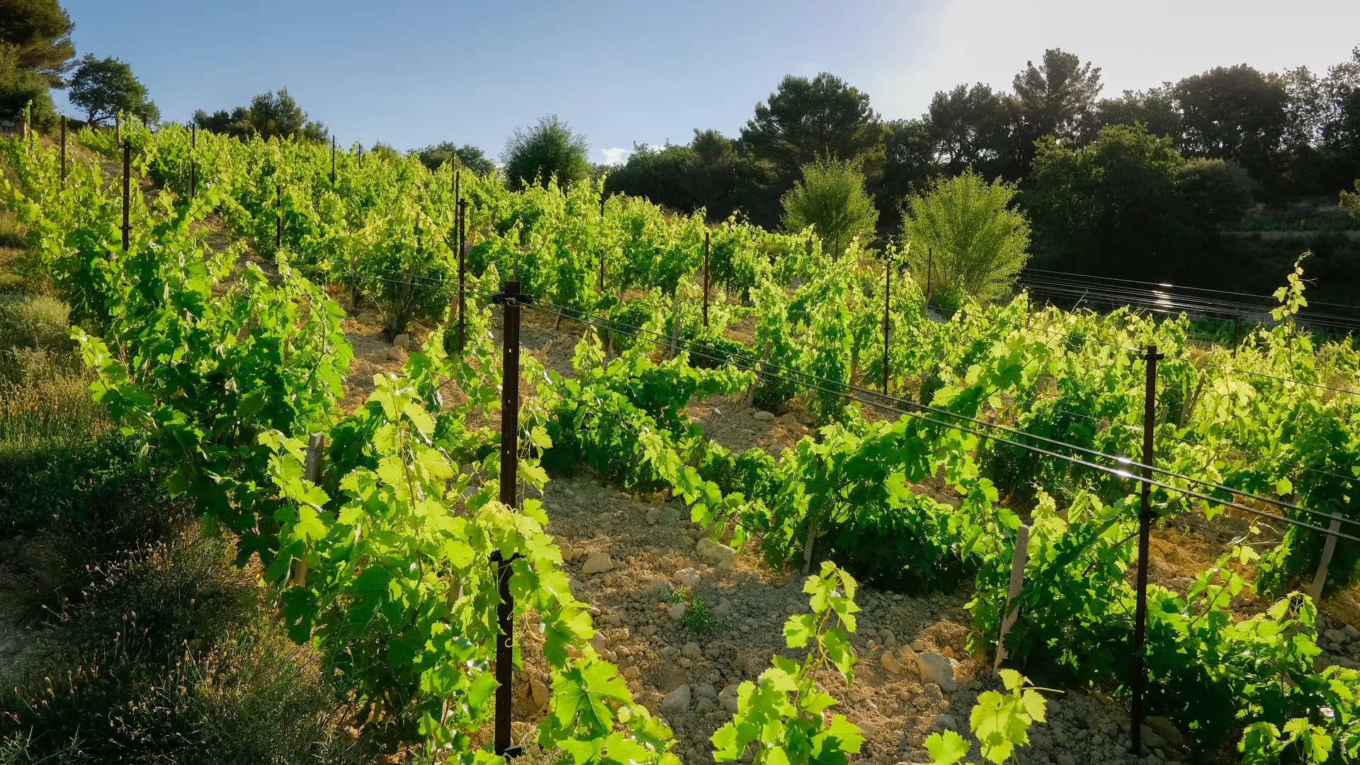 Des belles vignes au soleil