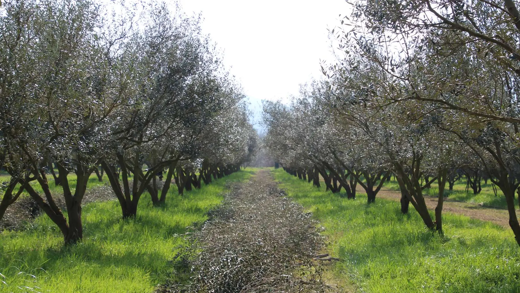 Domaine de l'Olivette