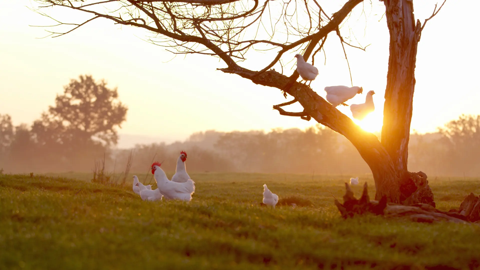 Volaille de Bresse dans un pré au lever du soleil