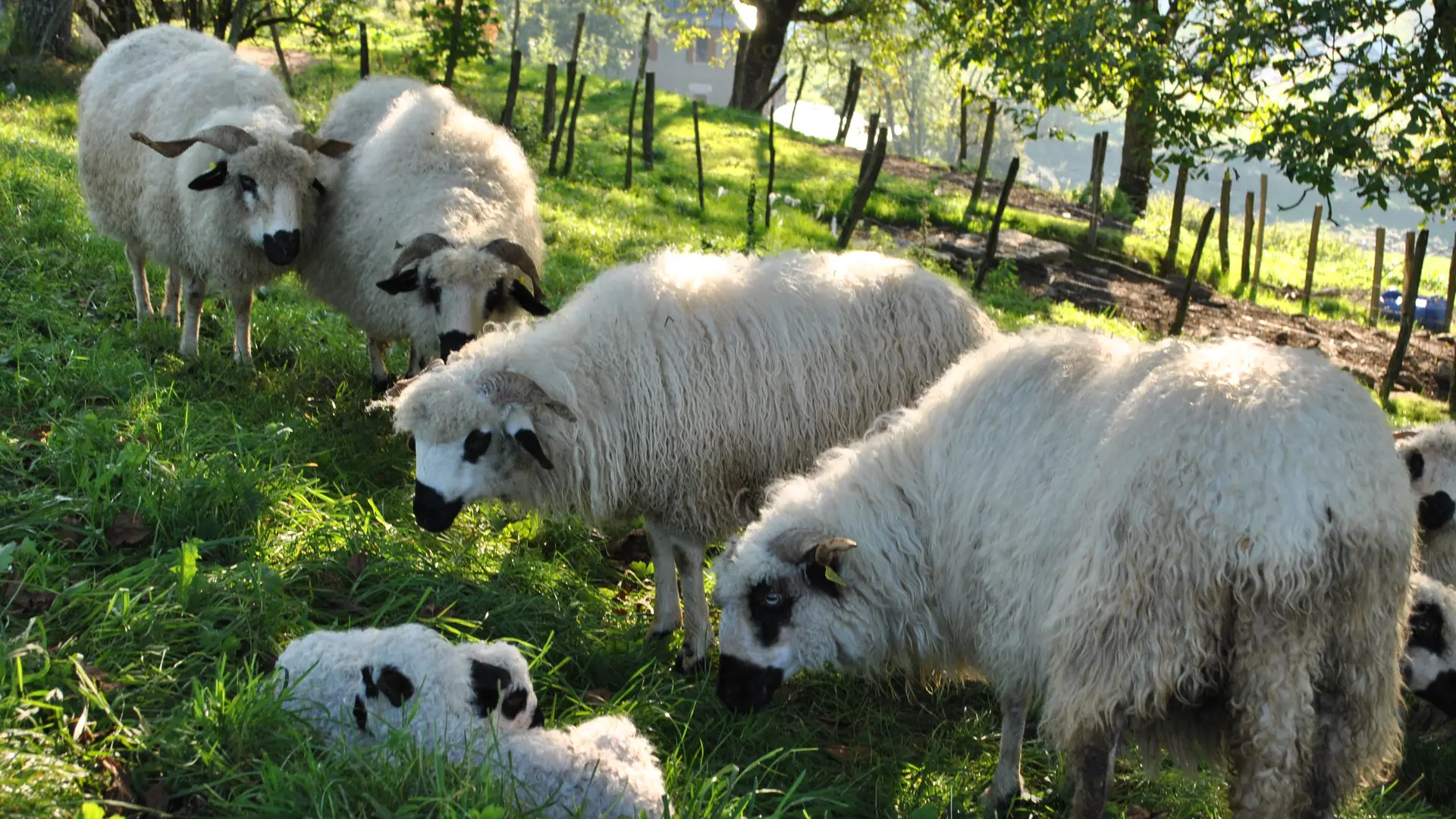 Les moutons