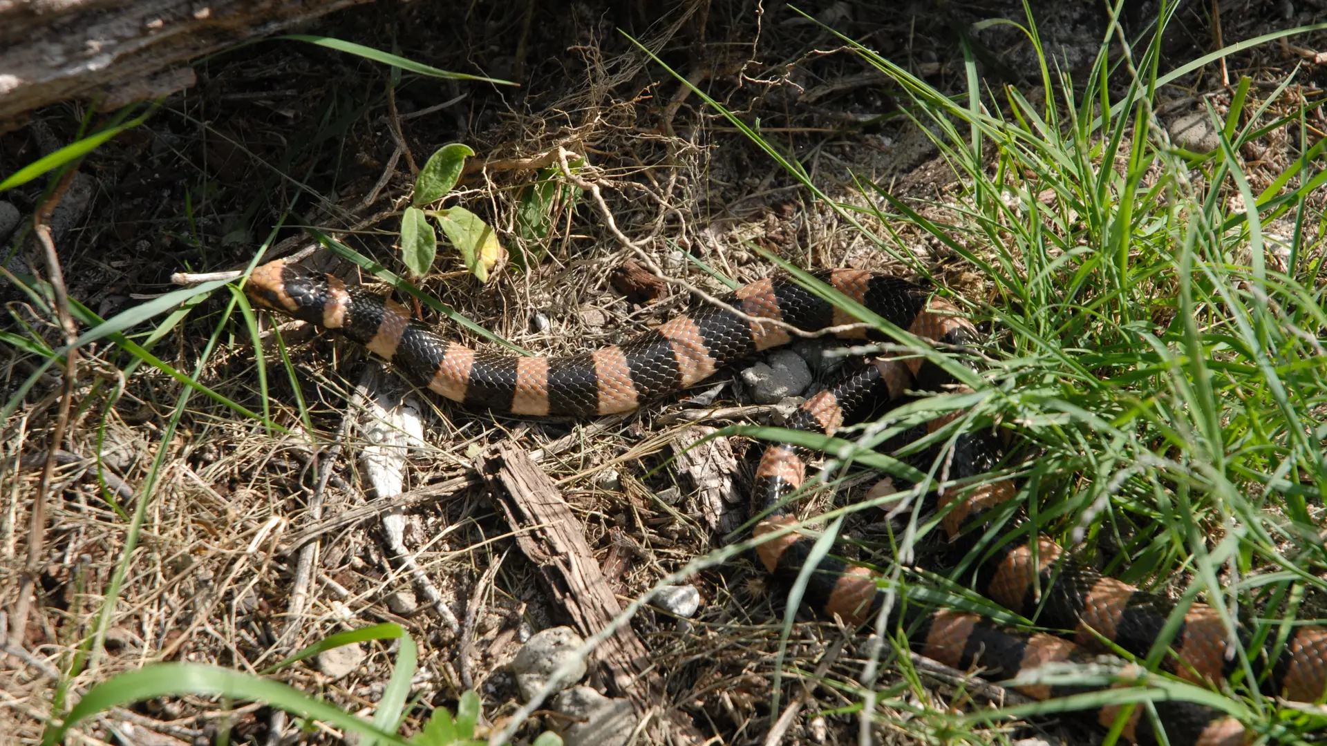 Tricot rayé (Laticauda laticaudata)