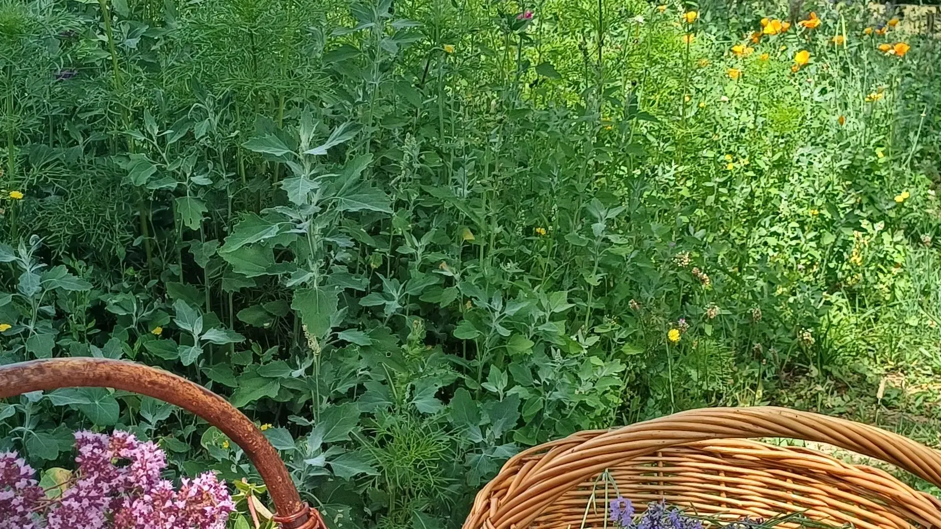 cueillette à la main et raisonnée