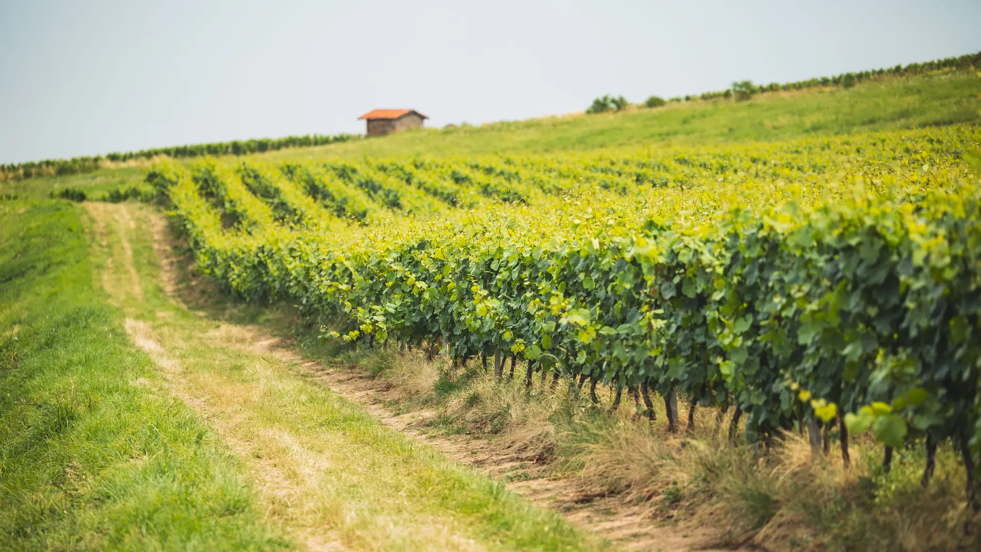 Vignobles côte roannaise