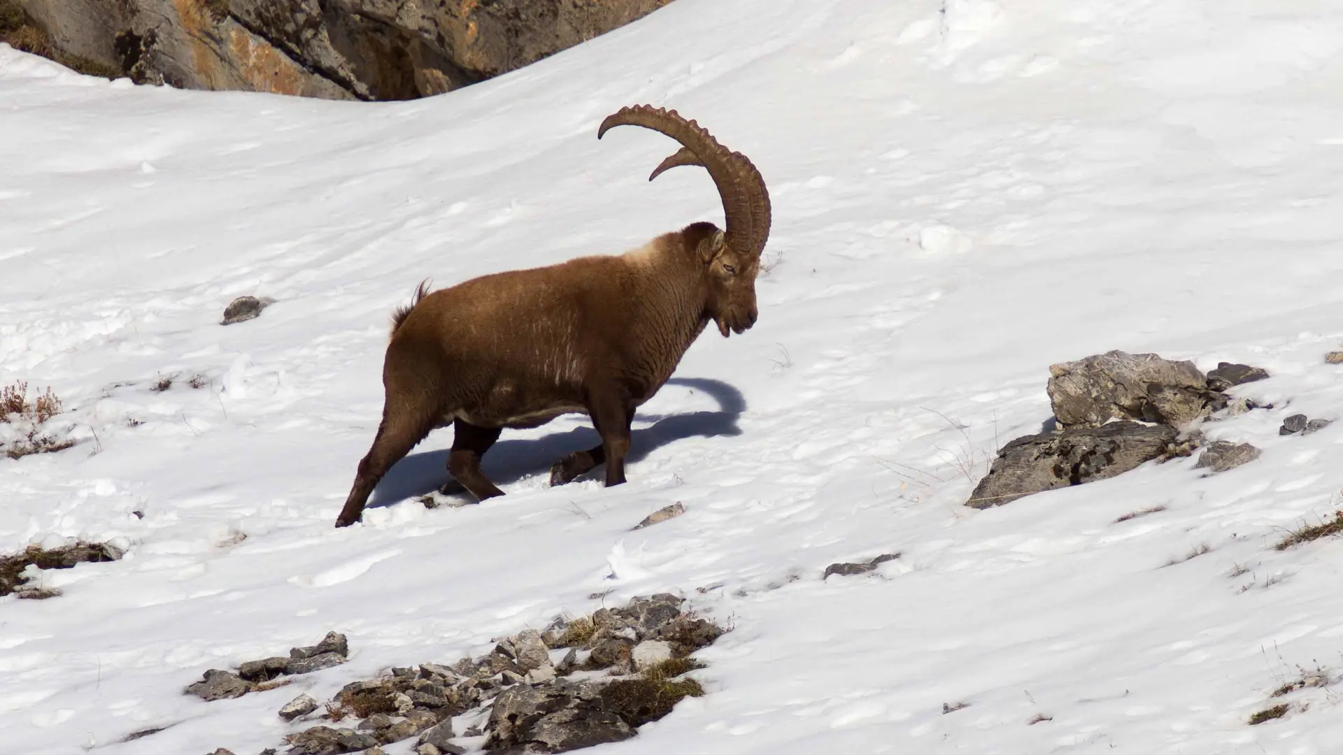 Bouquetin - Bureau Montagne Visa Trekking - Izoard