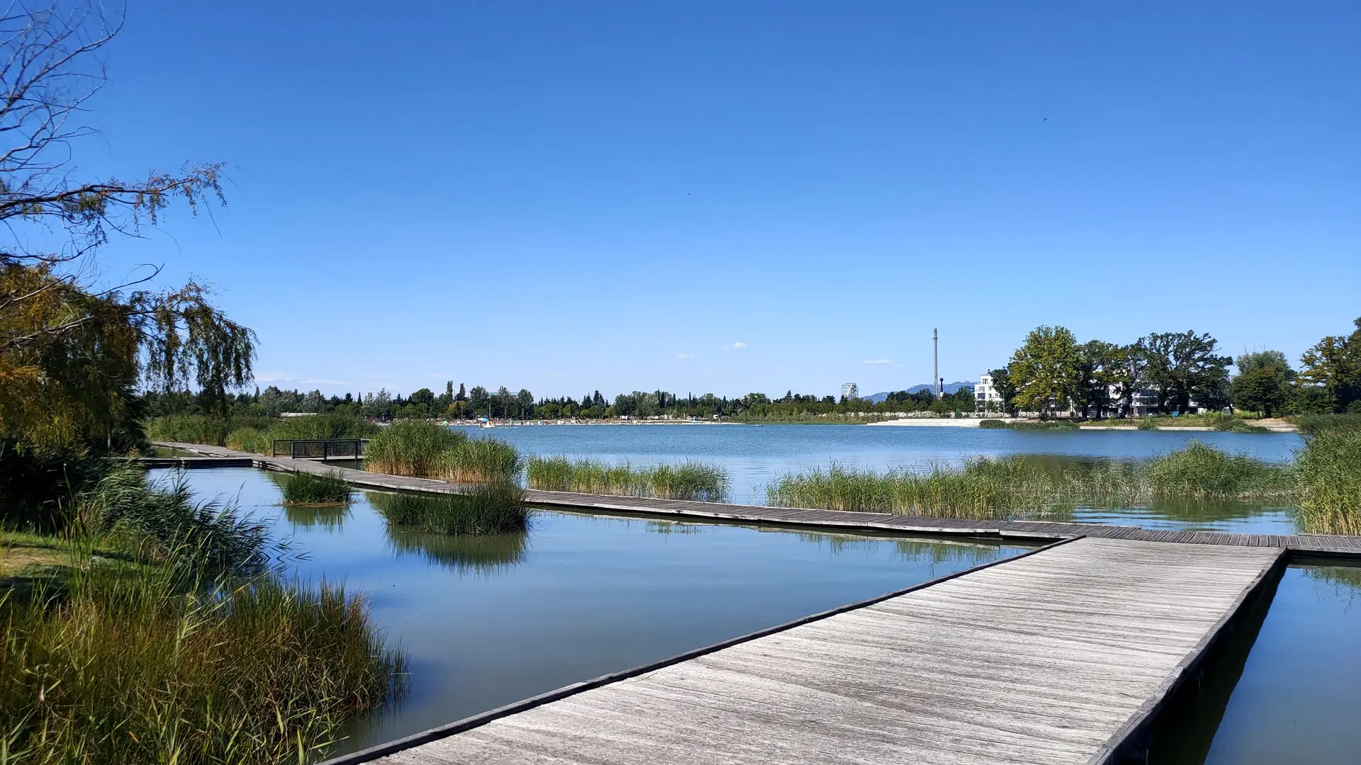 Roselière - Lac de Monteux