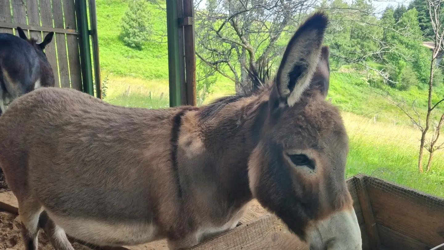 Envie d'une rencontre avec les ânes de la ferme ? Renseignements auprès de Martine.
