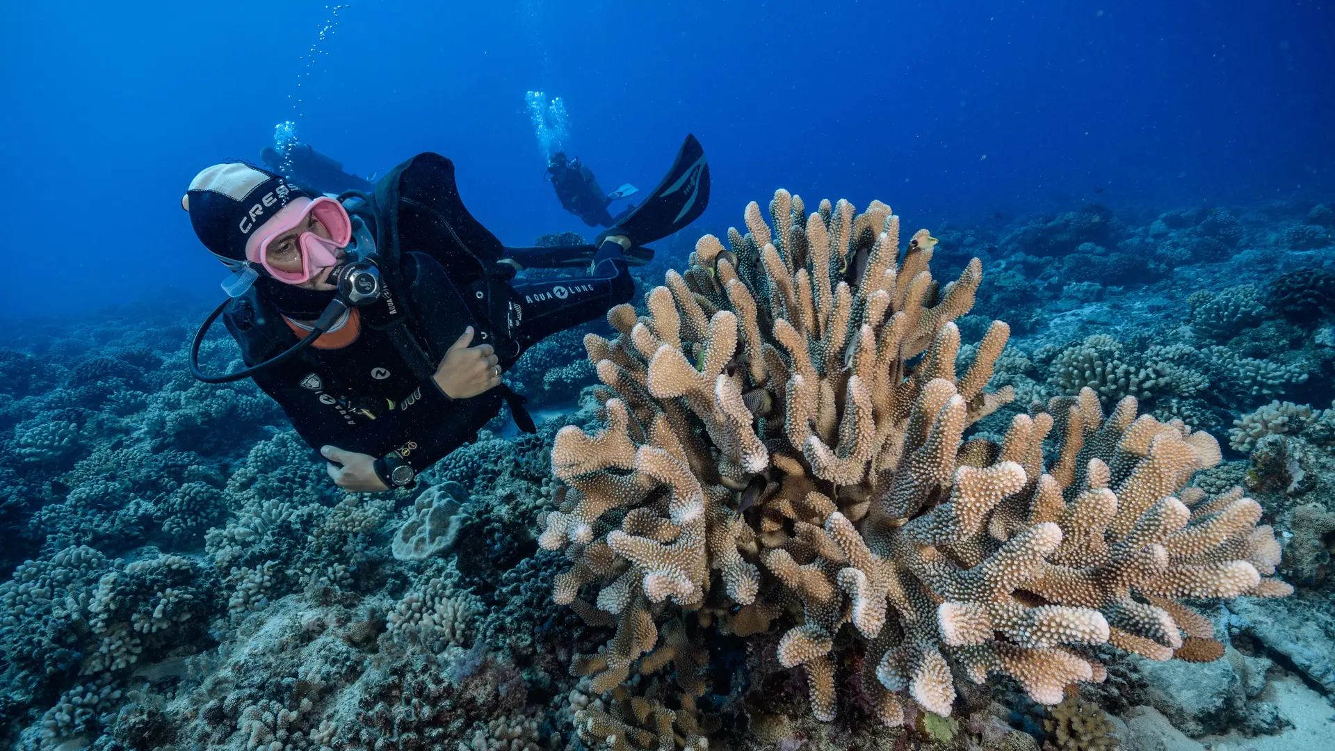 Nemoz Diving Center Moorea