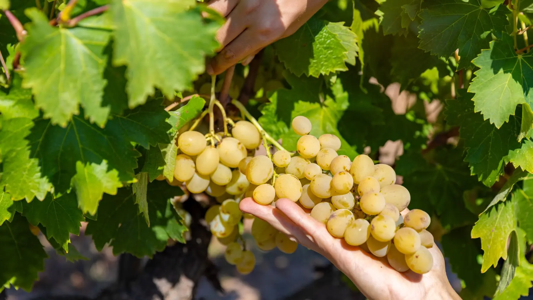 Visite des vignes