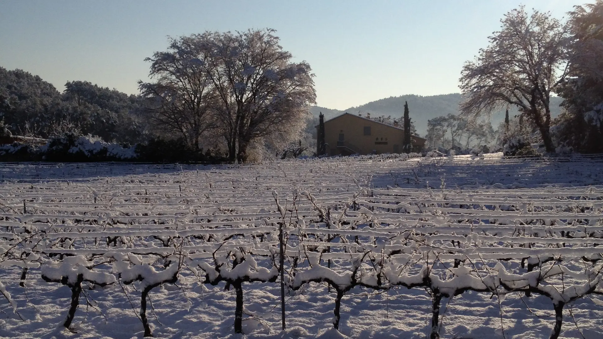 Vignoble en hiver