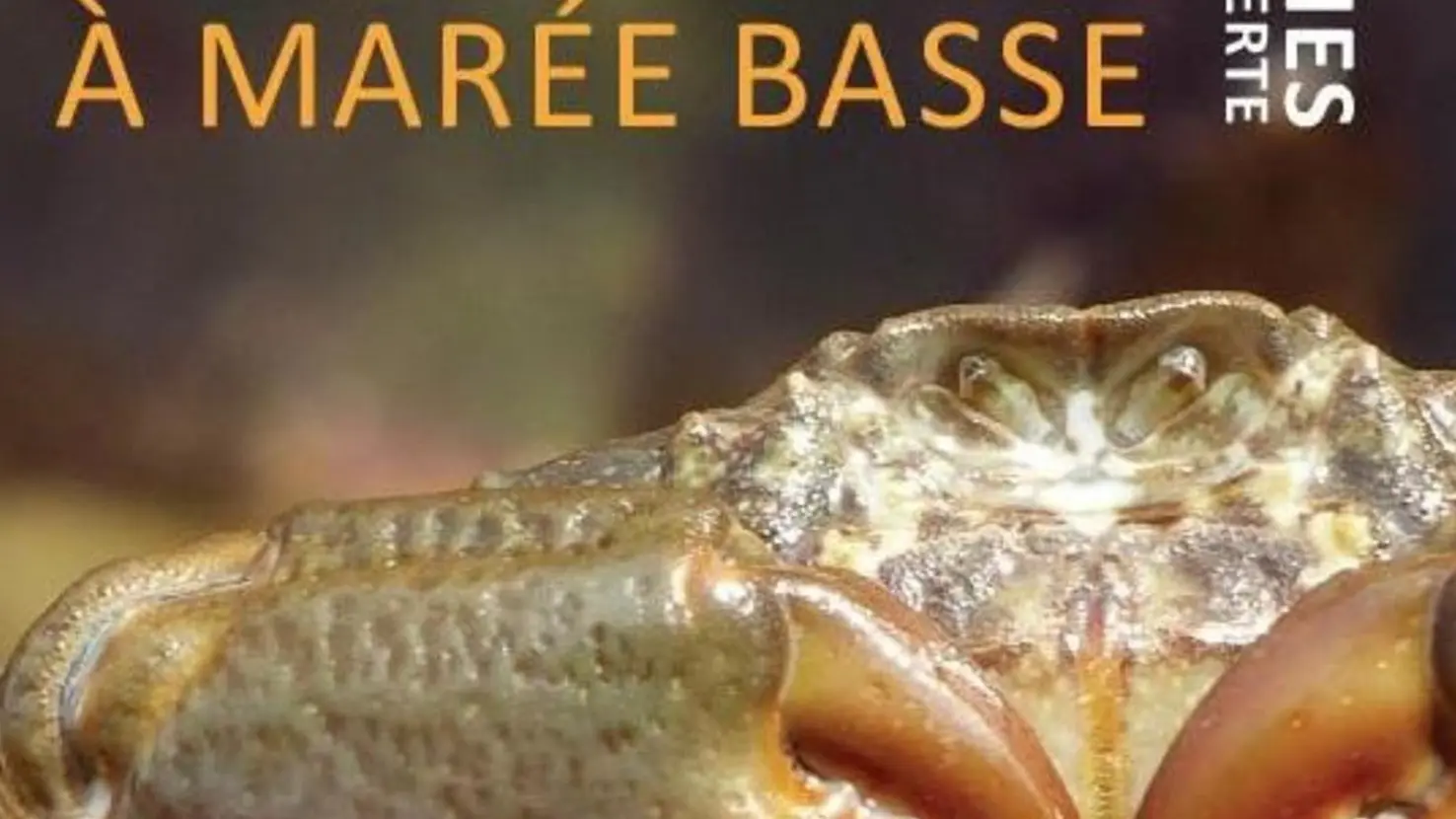 Safari à marée basse - Crabe bras de fer