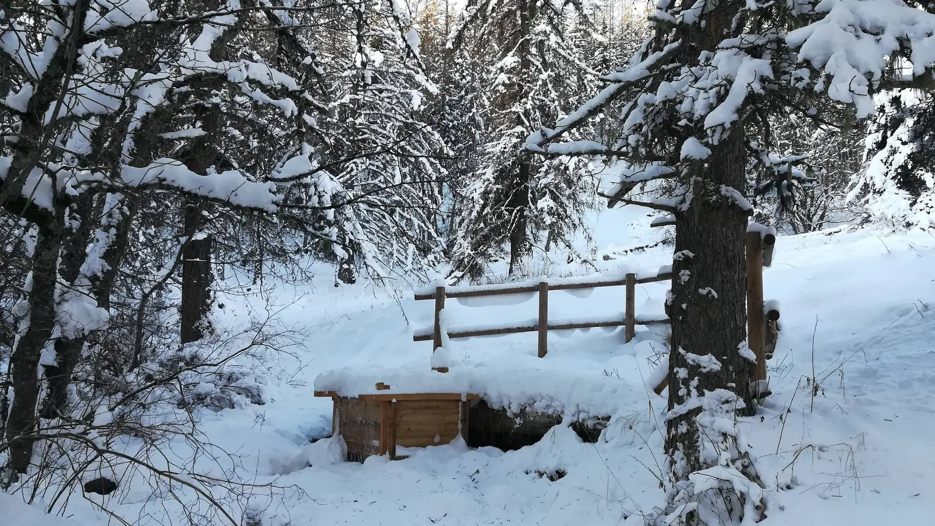 Source de champ Chamous