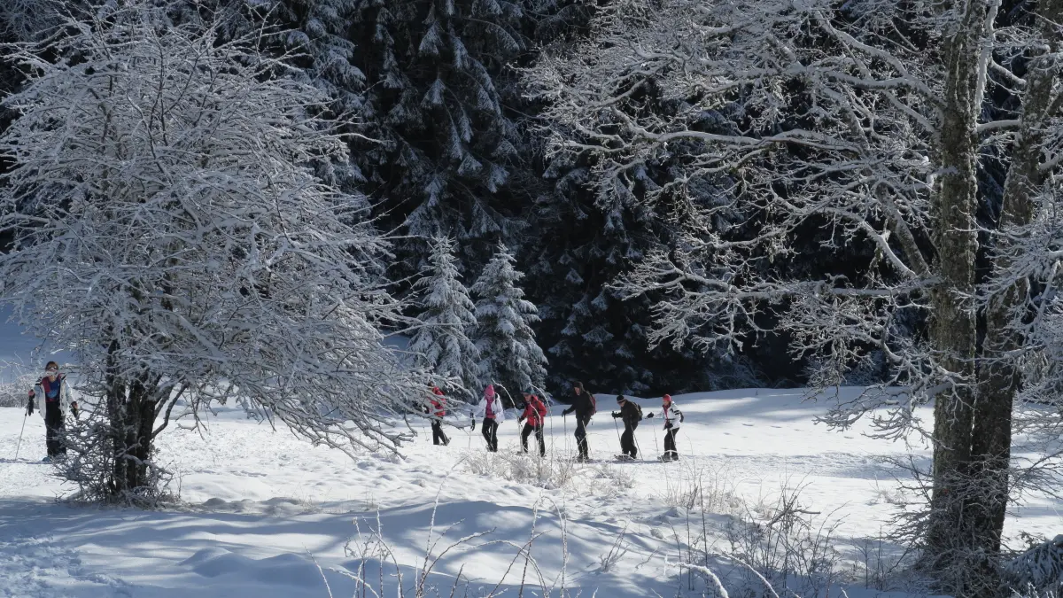 Découverte de la féérie de l'hiver