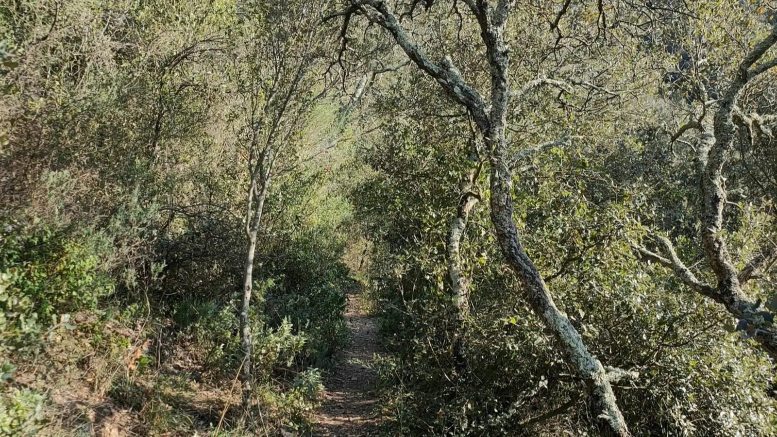 Sentier étroit passant au milieu de la végétation