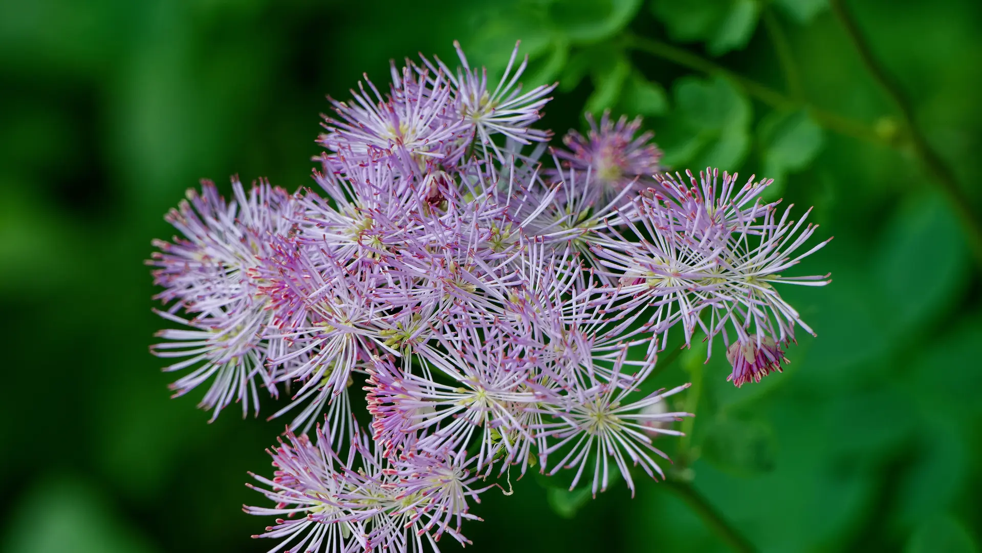Jardin pour la terre