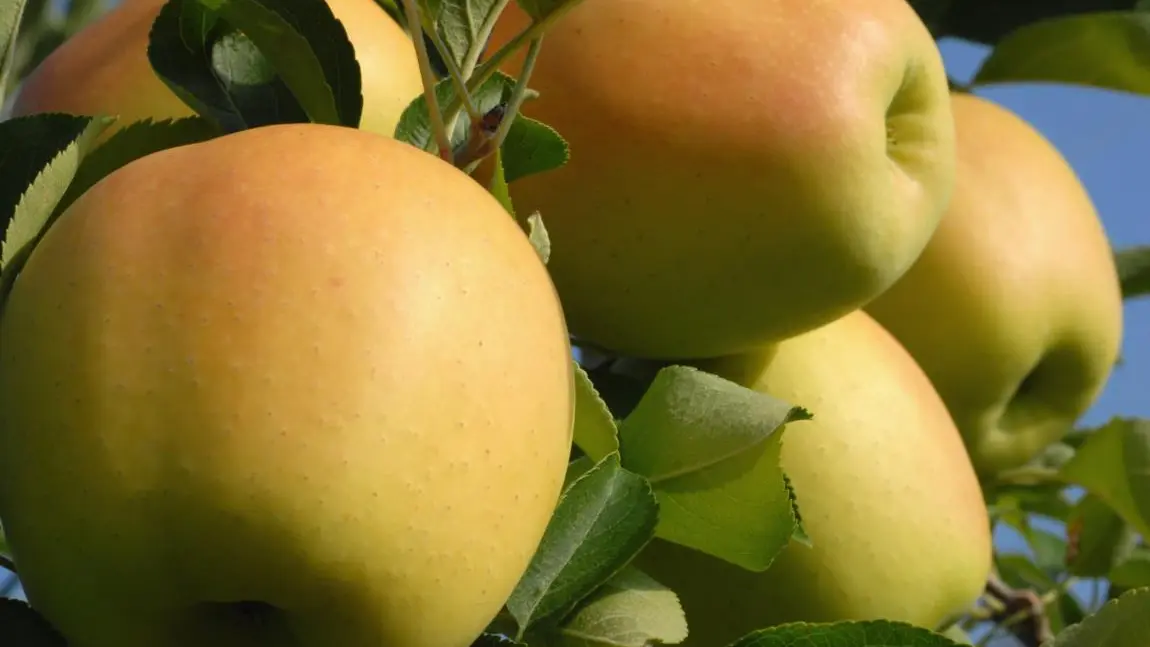 Pomme des Alpes - Golden