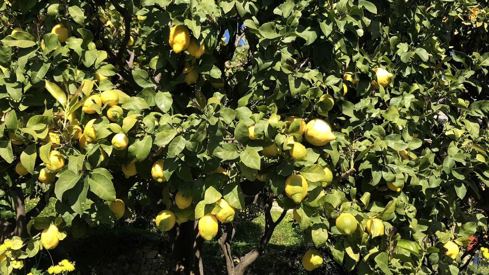 Citronniers à La Casetta