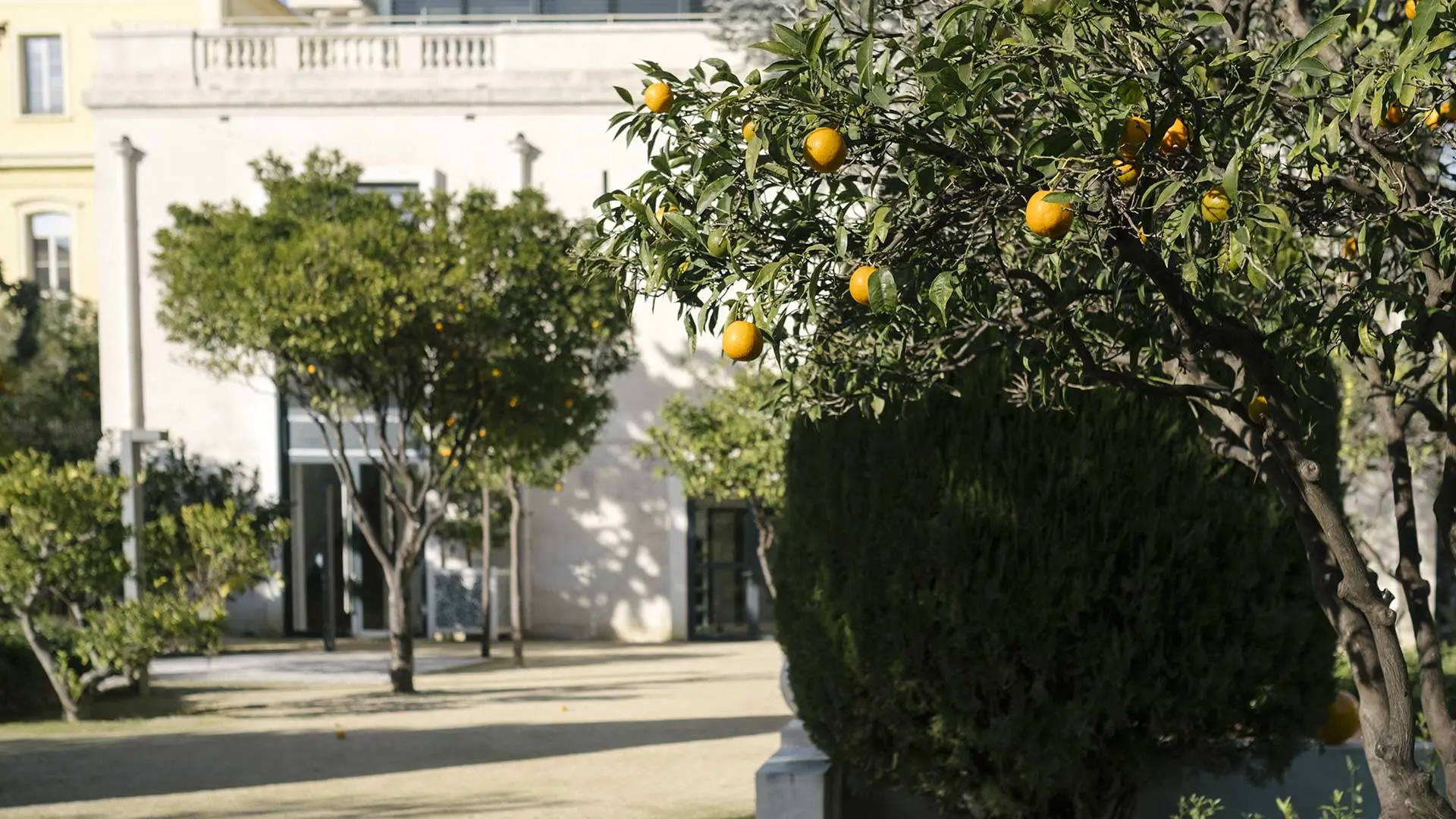 Die Orangenbäume im Garten