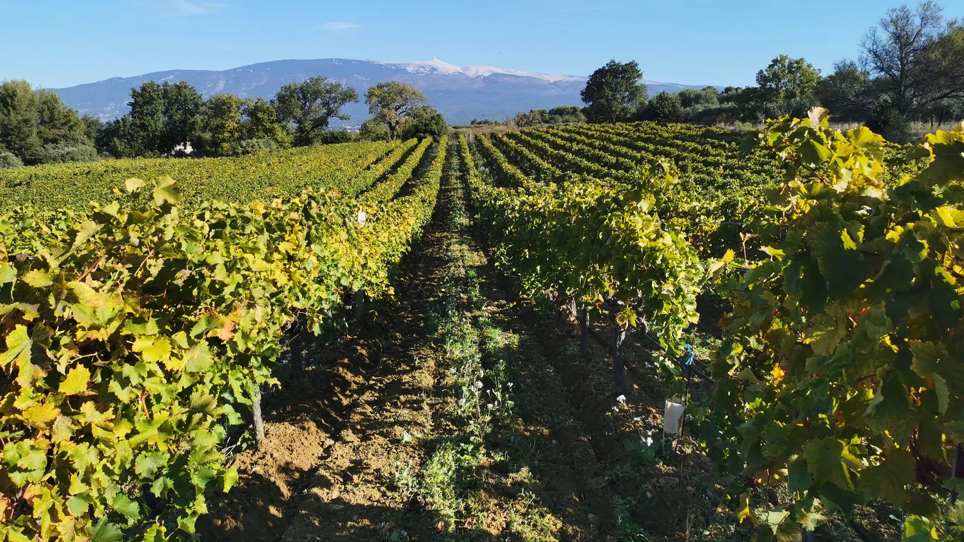 Vignes et Ventoux