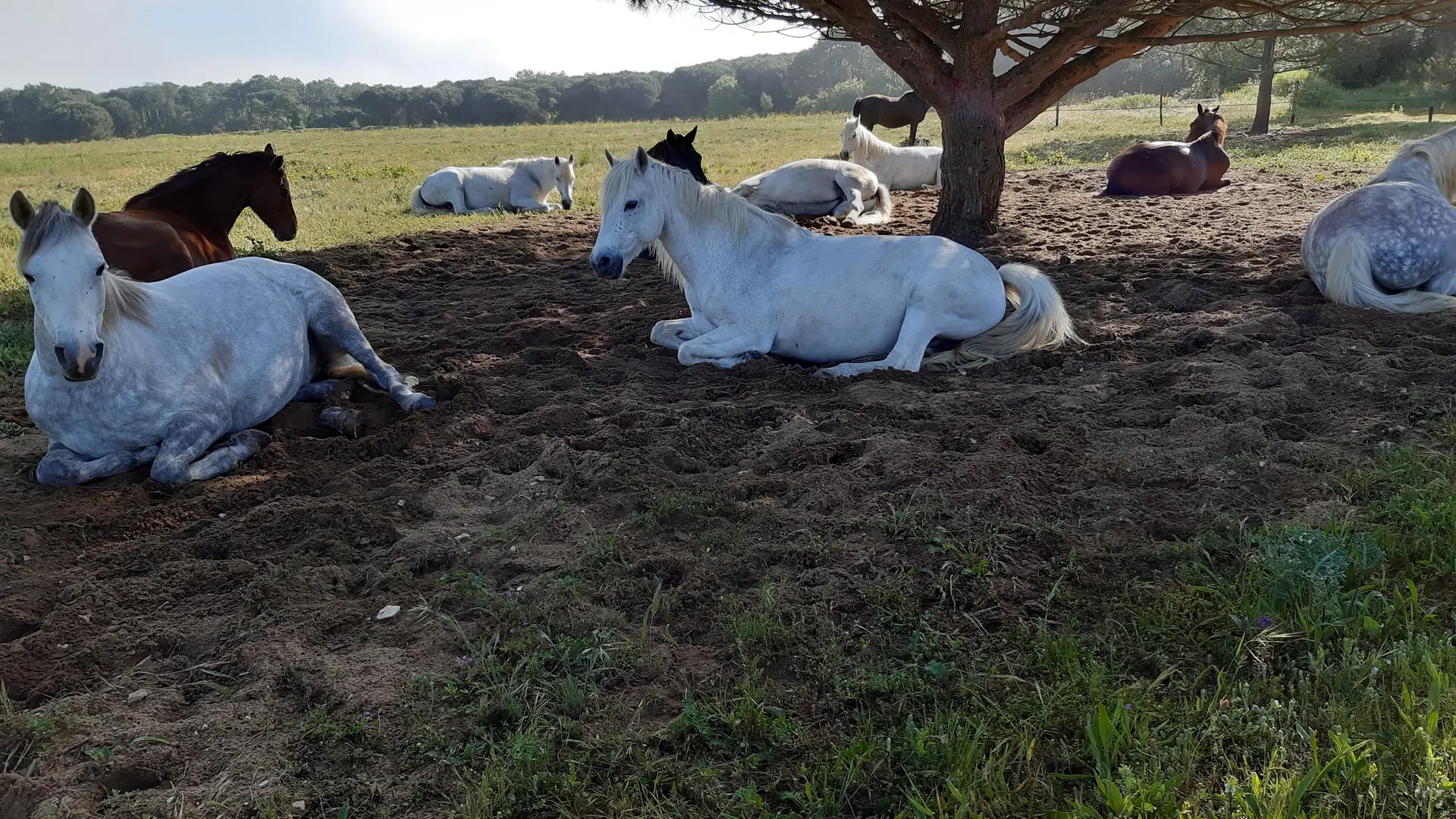 Haras des Evières