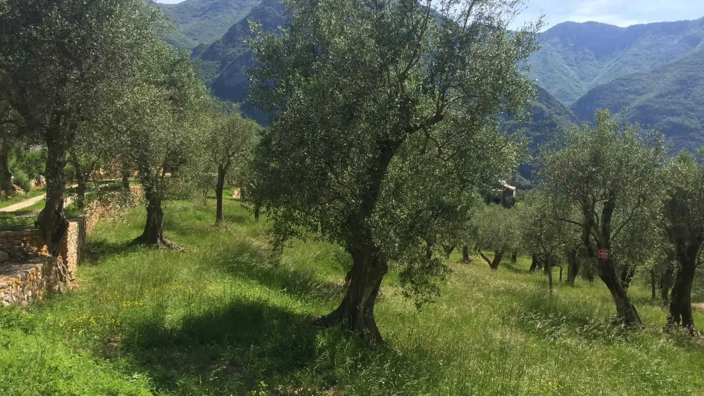 L'oliveraie La Source du Mont à Breil sur Roya - Gîtes de France Alpes-Maritimes