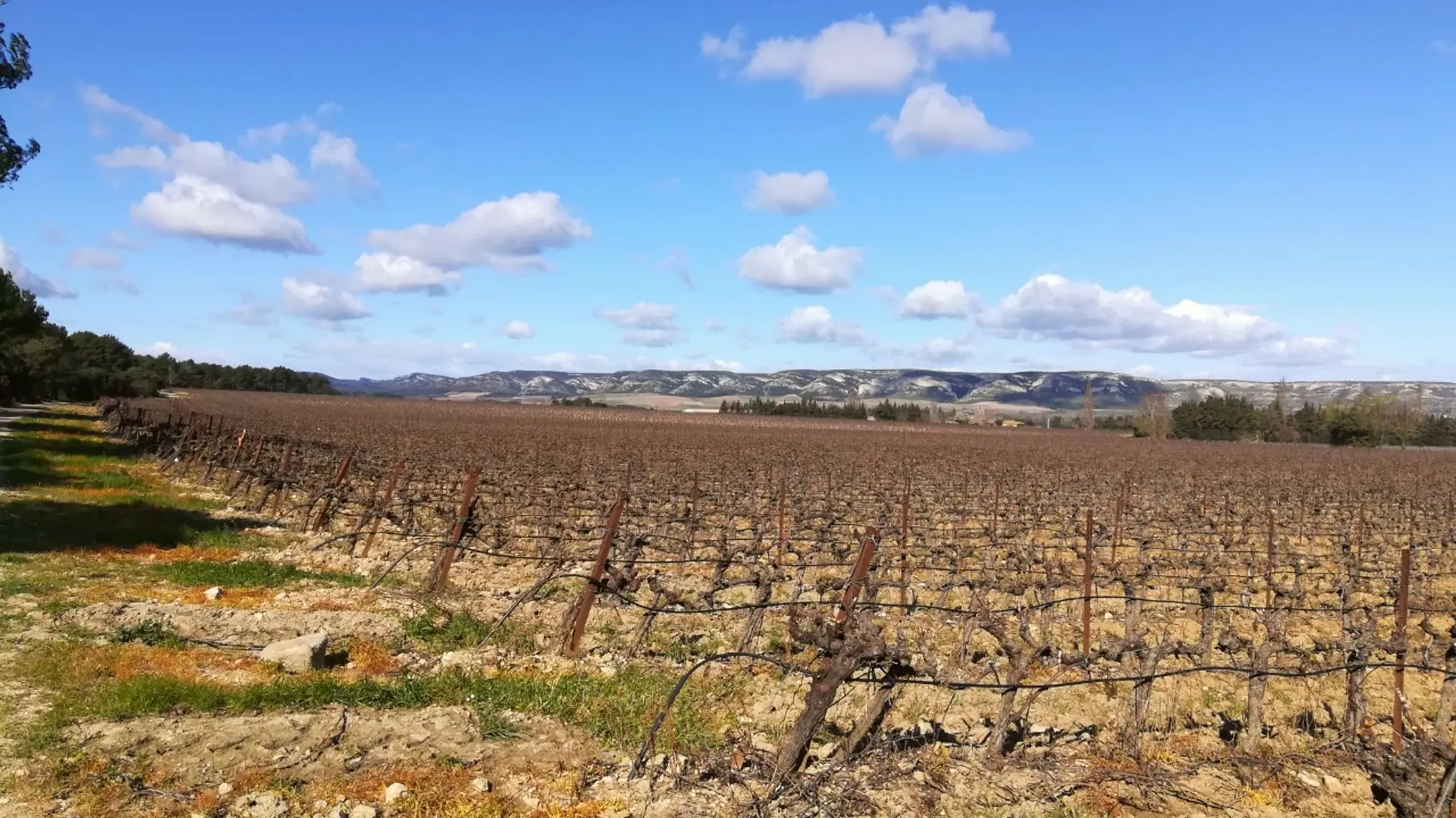 Parcelle viticole autour de Lamanon
