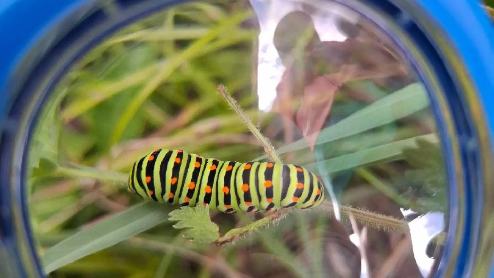 Evolution 2 Sainte Foy