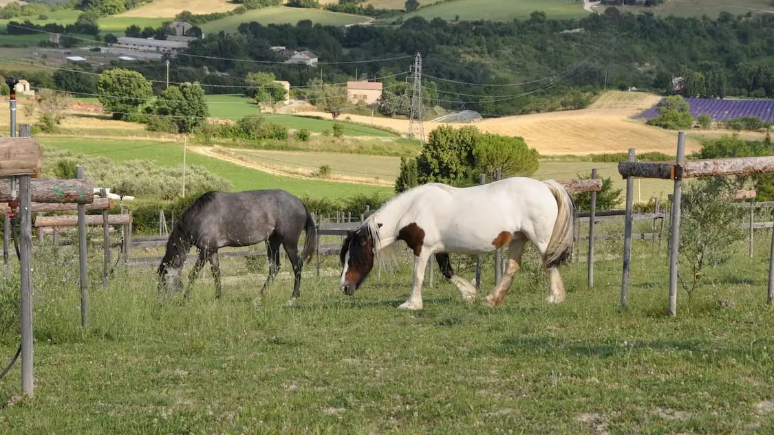 Nos chevaux devant la Tiny