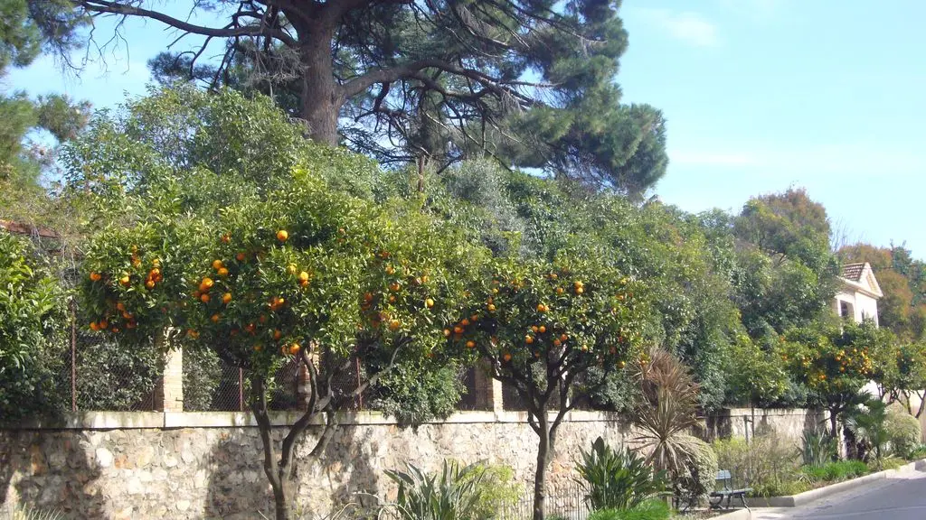 Les orangers à Hyères en février