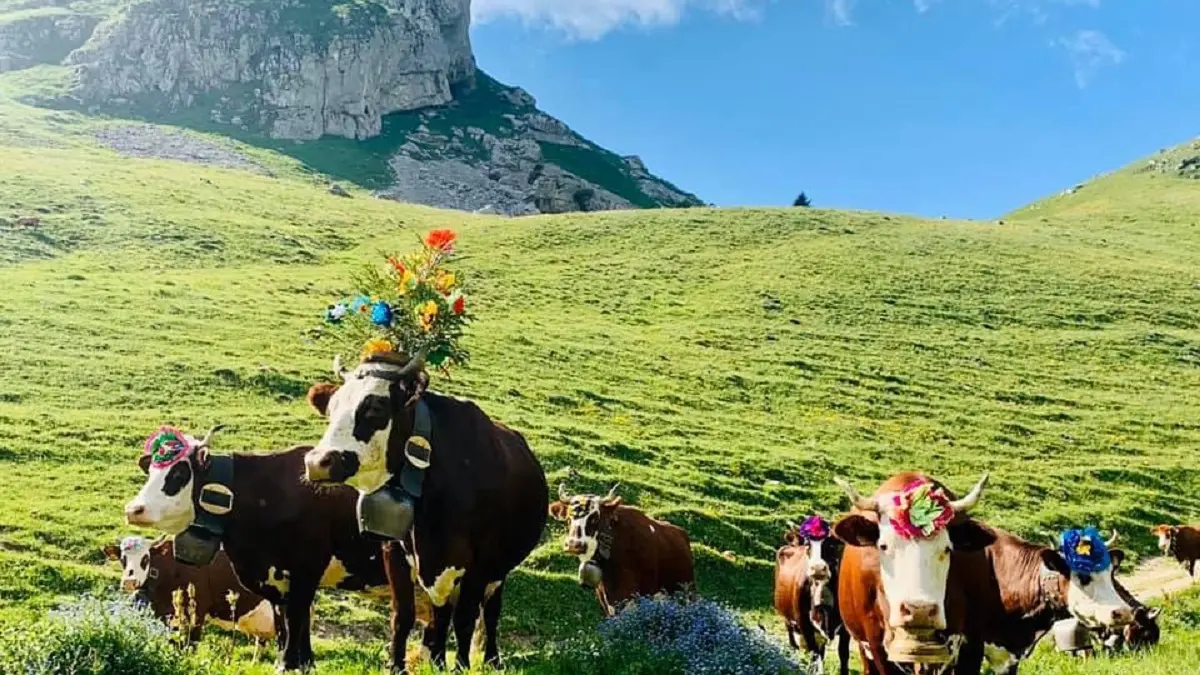 Troupeau de vaches Abondance