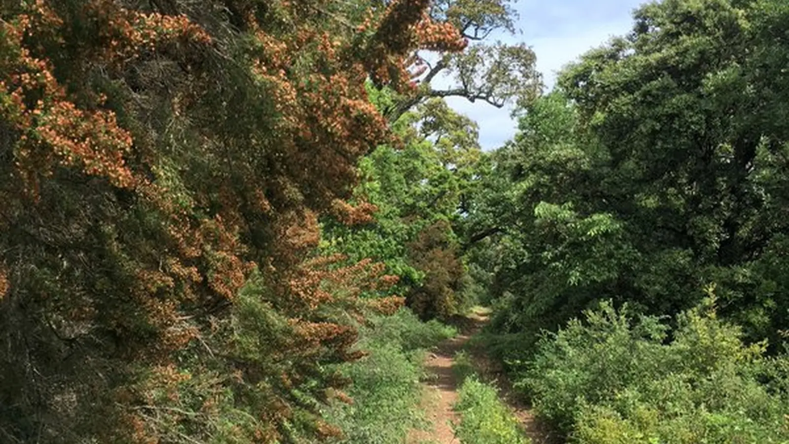 Sentier passant au milieu d'arbres verdoyants