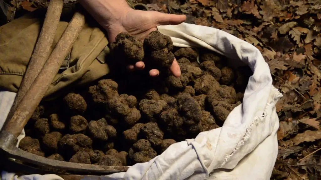 Truffes de Soulières