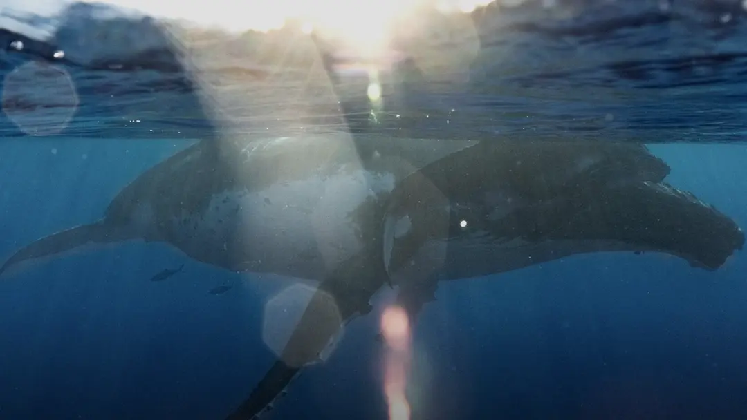 Mana Whale - Sorties baleines_Punaauia
