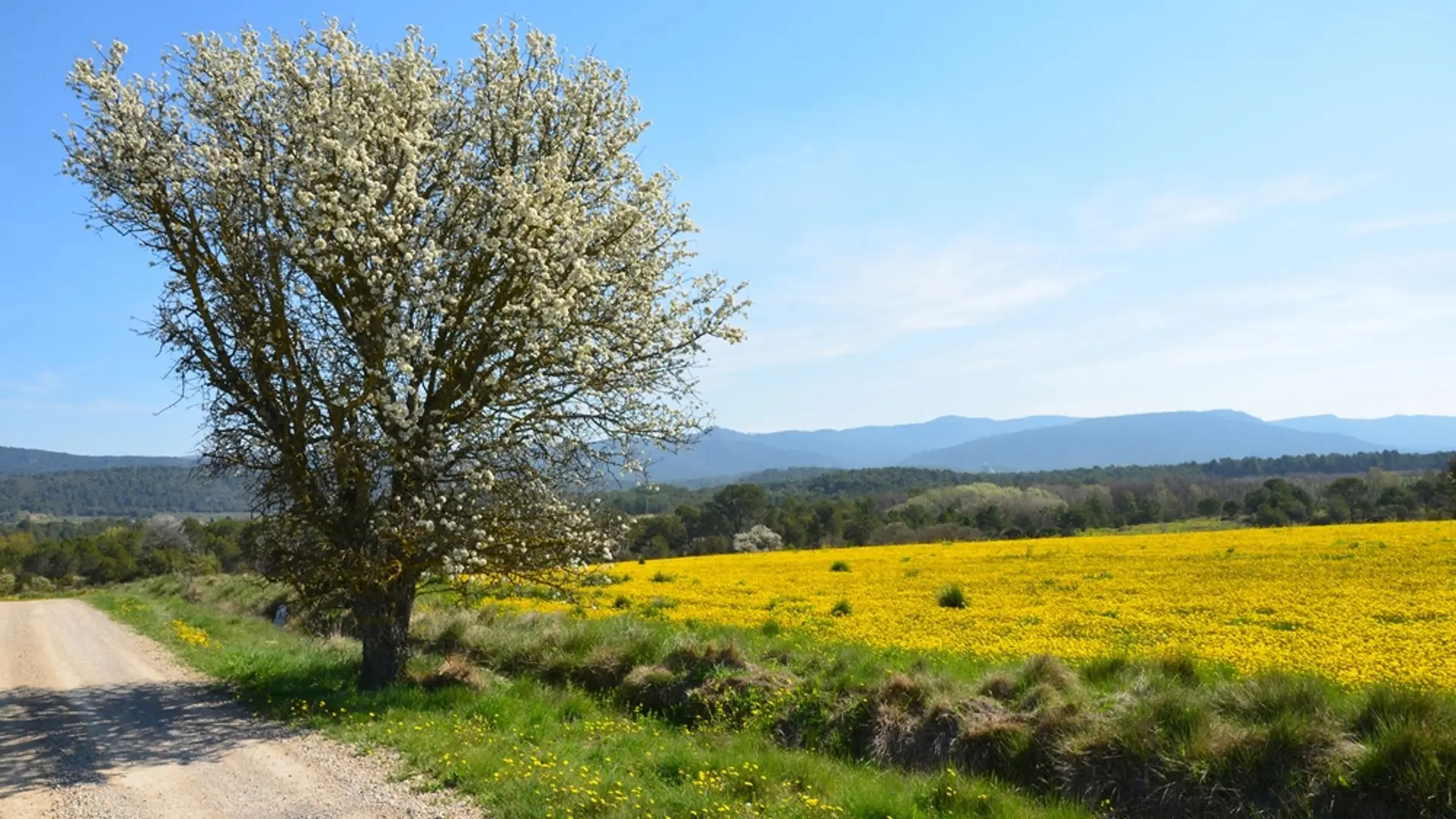 Clairières sur le chemin de Fox-Amphoux