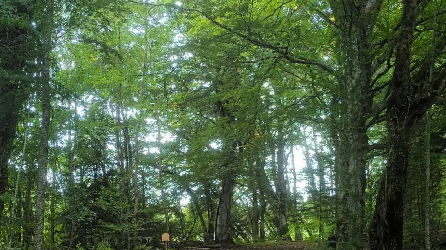 Bucolique : trou dans le bois