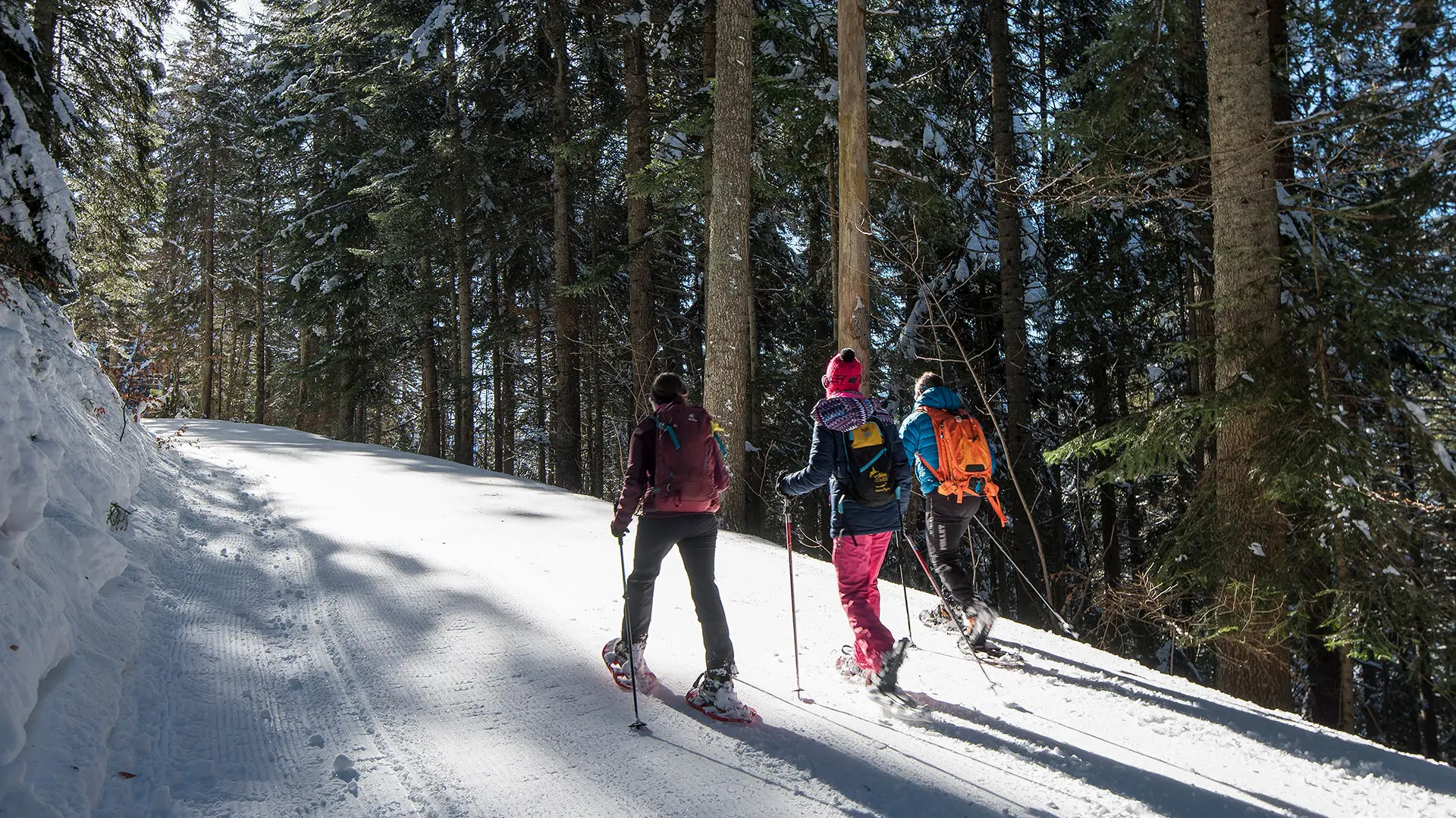 Entre forêt et alpage