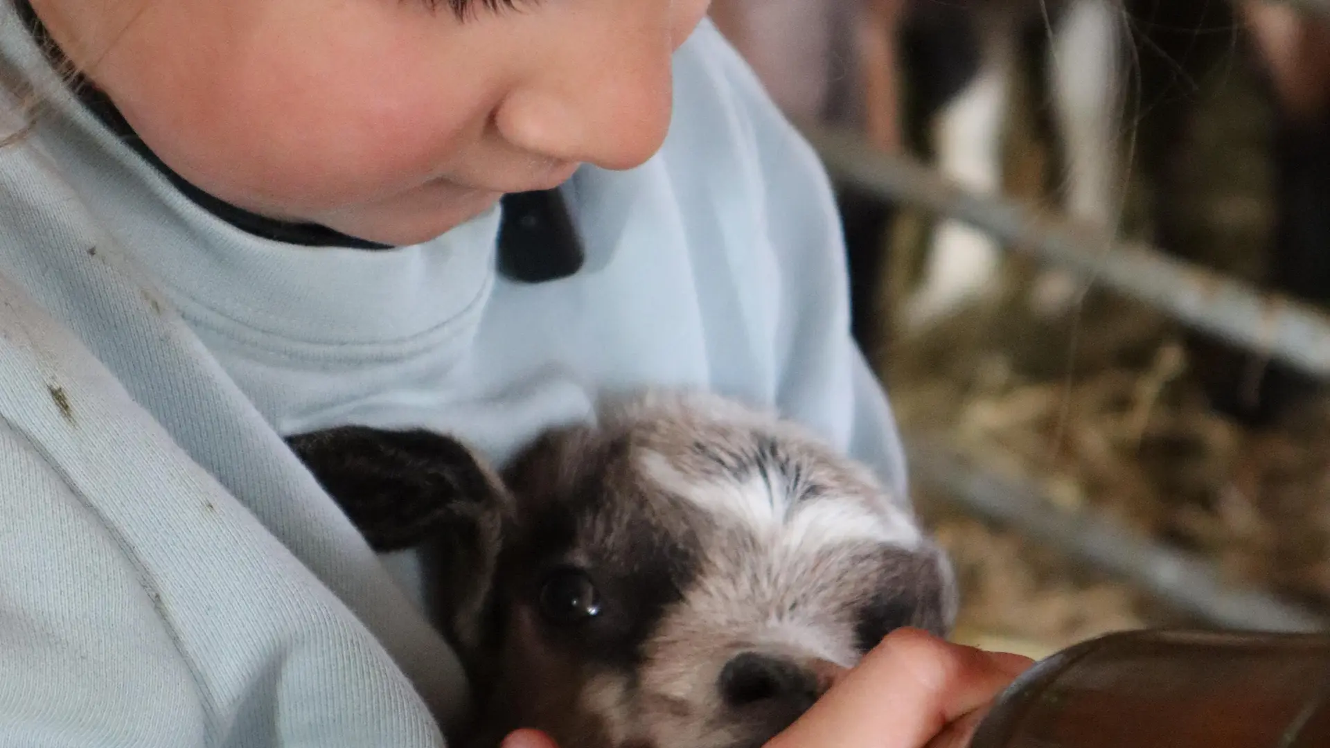 La tétée des chevreaux