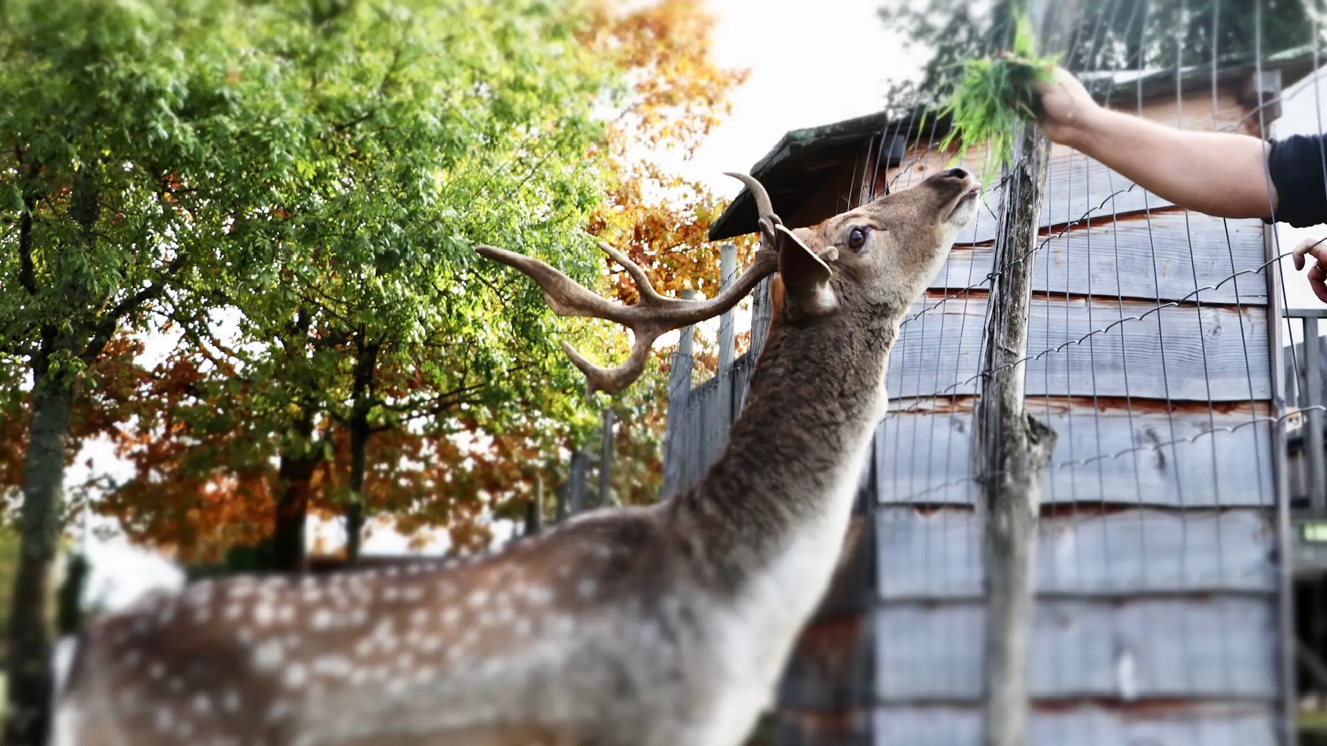 parc des daims domaine de la dombes