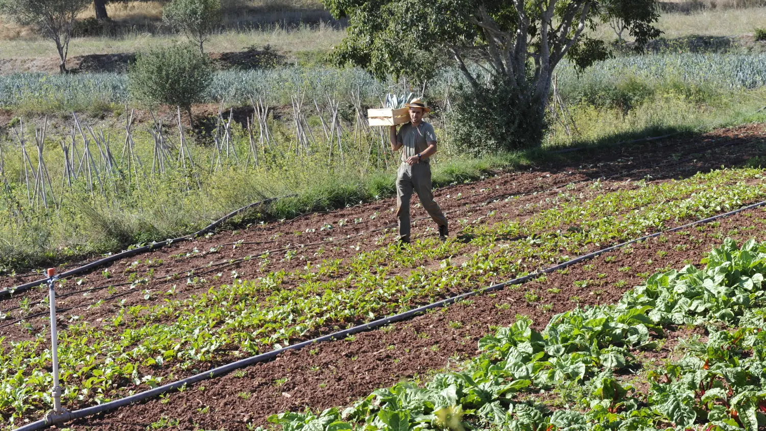 Domaine de Fabrégas, exploitation agricole