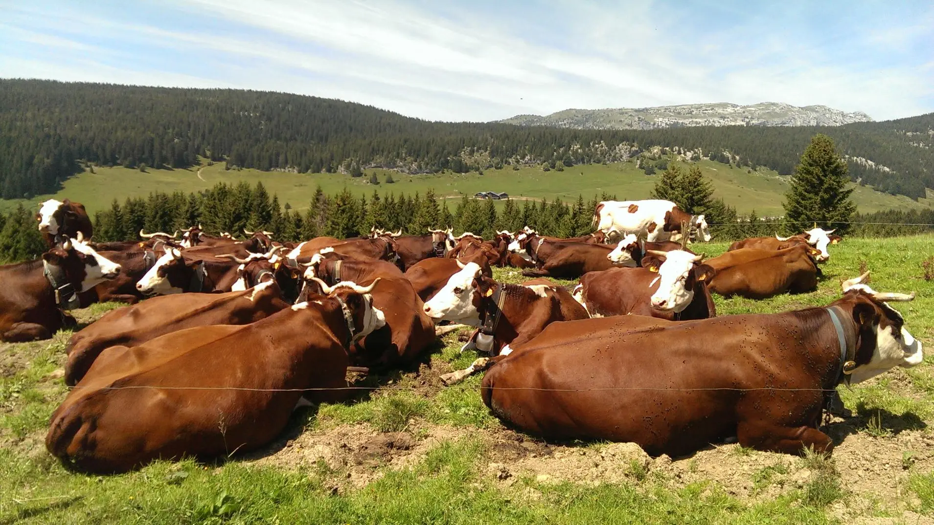 Les vaches du Plateau