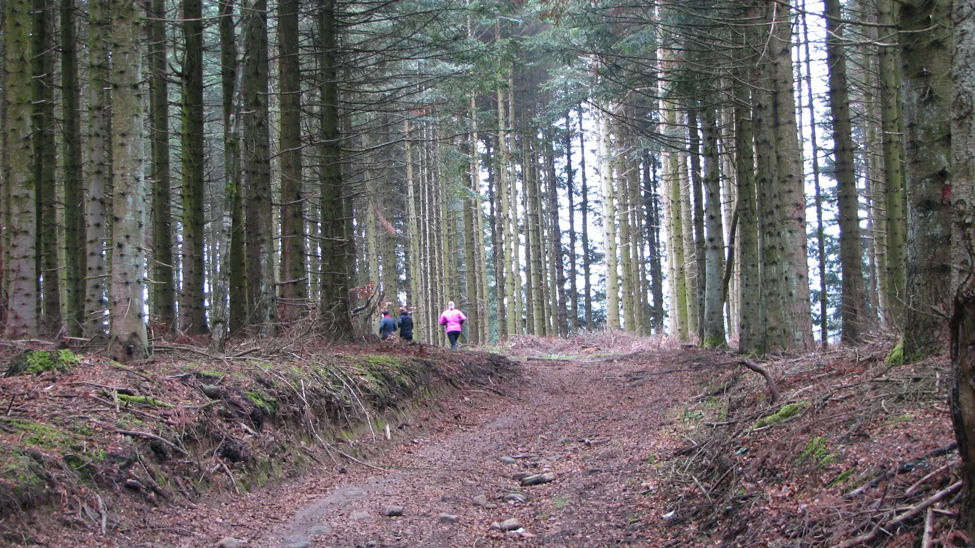 dans les bois de St-Hilaire-Cusson-la-Valmitte