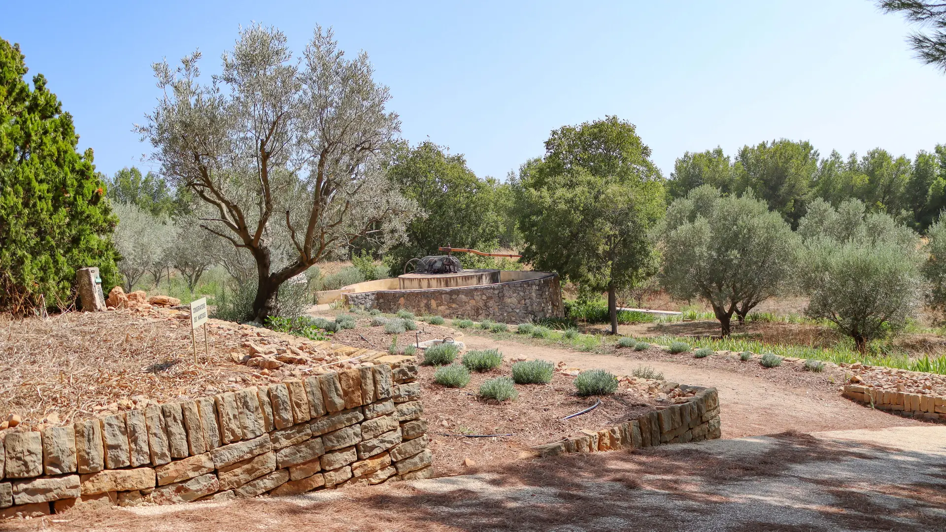 Garden with olive trees