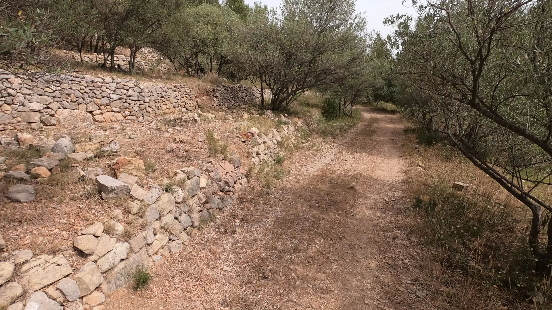 Sentier avec 3 rangées de restanques en pierres avec champs d'oliviers