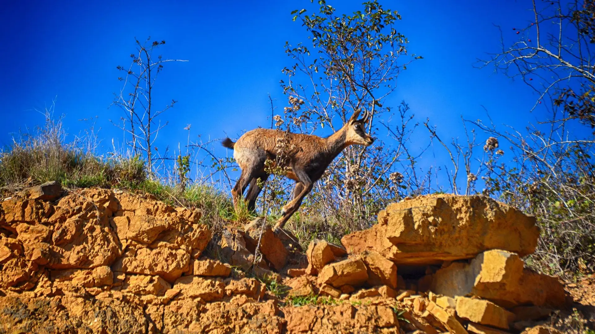 Chamois du Revermont