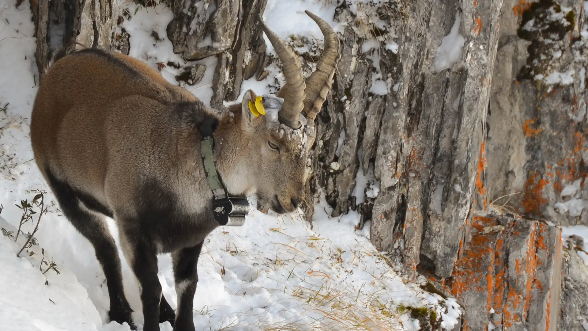 Bouquetin mâle de 5 ans dans la neige