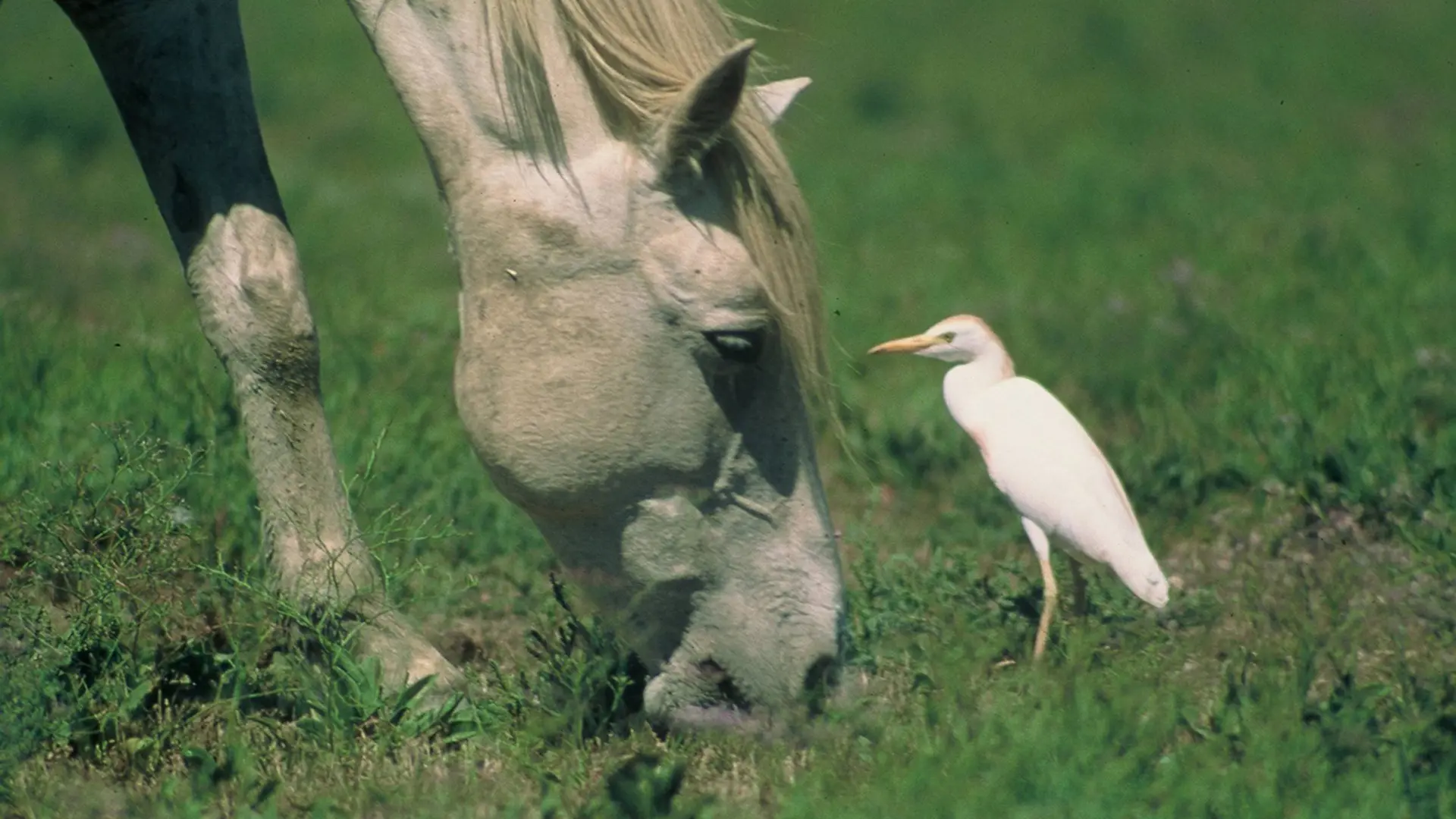 Cheval Camargue et héron garde-boeufs